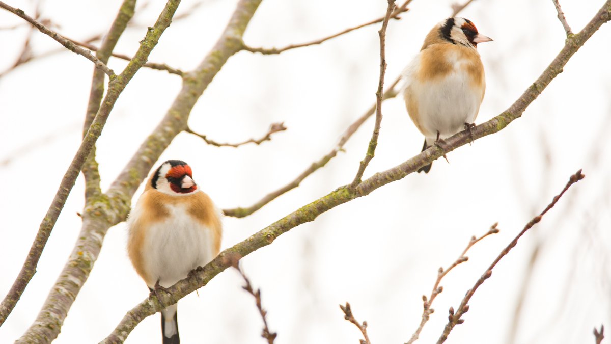🛑 La ciencia no puede usarse para justificar la captura de aves cantoras.
Más de 30 expertos desmontamos el estudio empleado para intentar recuperar esta práctica.
elpais.com/clima-y-medio-…
 #AvedelAño <a href="/elpais_espana/">EL PAÍS España</a>