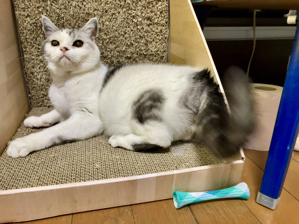 にゃんこ