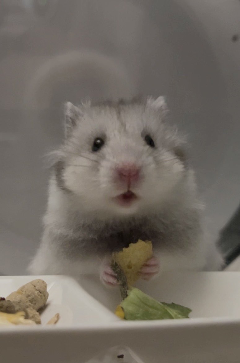 Polnareff_ham's tweet photo. かぼちゃって　うまくねーっ！？ https://t.co/7txYjCYCNP