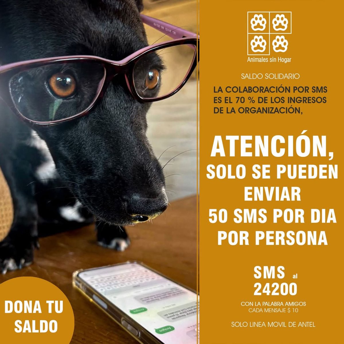 Animales sin Hogar tweet media