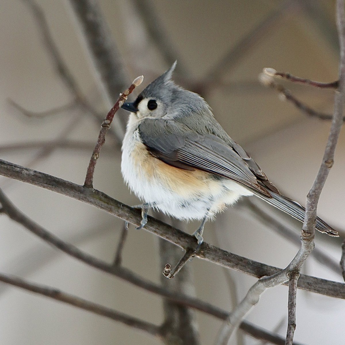 Lisa Nature Photo tweet media