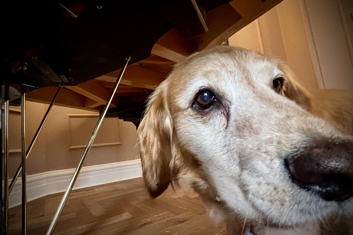 GoPianoTuning's tweet photo. Today’s lil helper assisting in tracking down a pedal squeak. Solved with a clean and some lubricant applied - to the lift rod, not the dog! https://t.co/3GxqcfRKX7