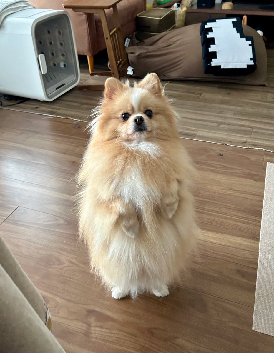 ご安心ください！！ポムケンは立っても問題ありません！！！うちの犬が保証します！！！