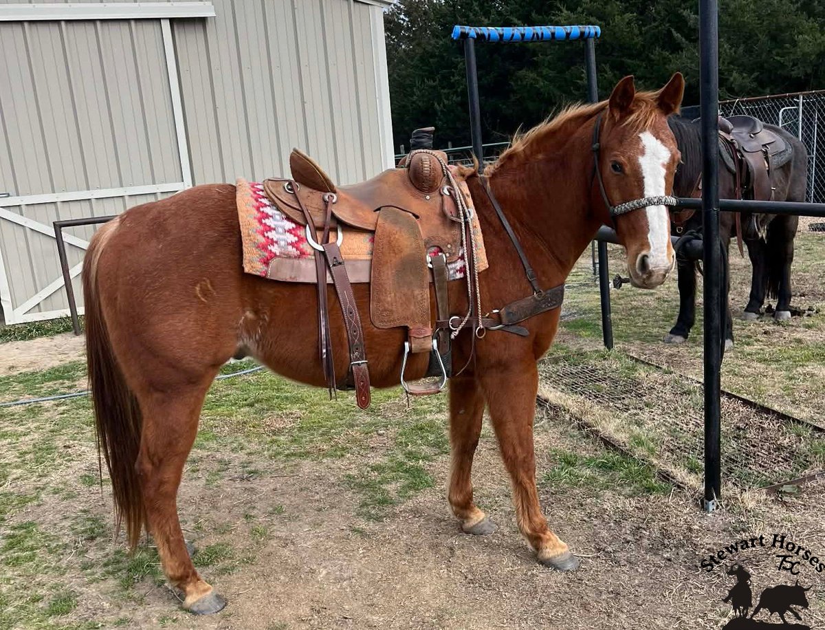 StewartHorses's tweet photo. Let's Go!! 

#7ScRanch #equine #bovine #horses #cow #texas #farmlife #ranchlife #justranchin #stayhandy https://t.co/80XuSfTIIb