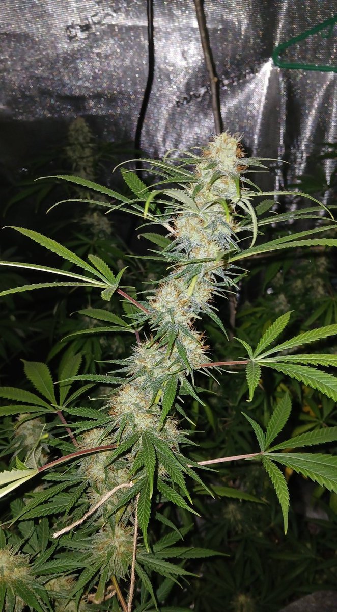 Giveaway! Giving away 1 pack of:

Super Silver Haze x Triangle Kush x Exodus Cheese!

If you want a chance to score a pack of this super powerful potent exotic Haze hybrid
retweet this, post a pic of your grow, tag 1 person you want to enter!

Winner drawn in 24 hours