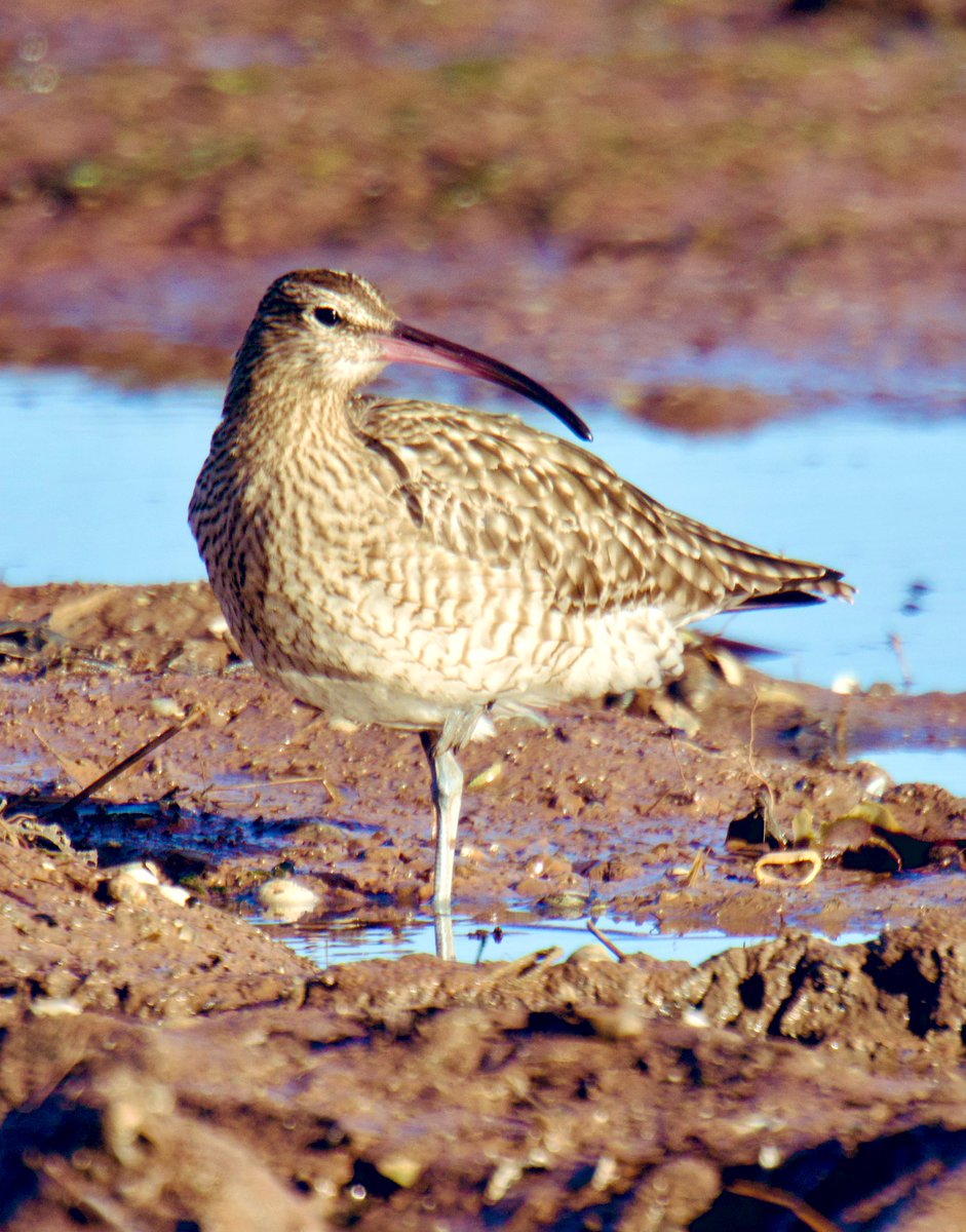 Tim Ridgeway tweet media