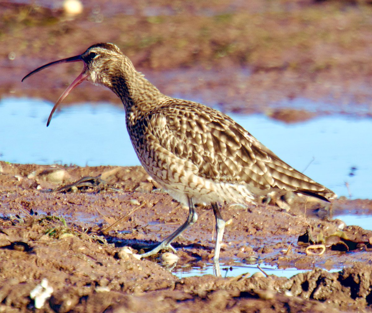 Tim Ridgeway tweet media