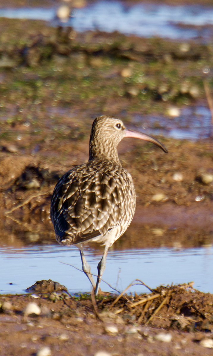 Tim Ridgeway tweet media