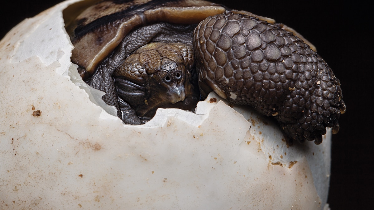 Blimble78🇩🇿🇵🇸 tweet media