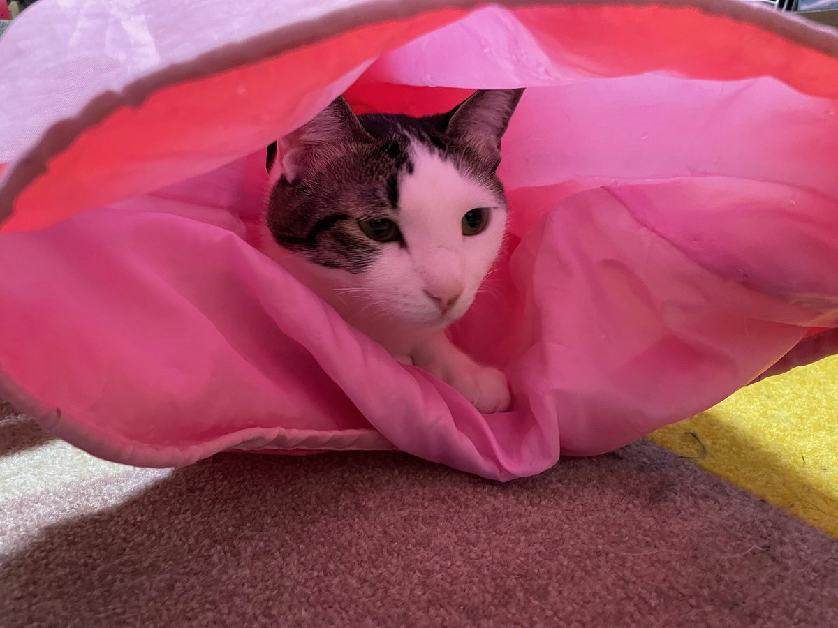 今日も猫がひたすら可愛い一週間でした🐈‍⬛🐈✨ #cat #猫