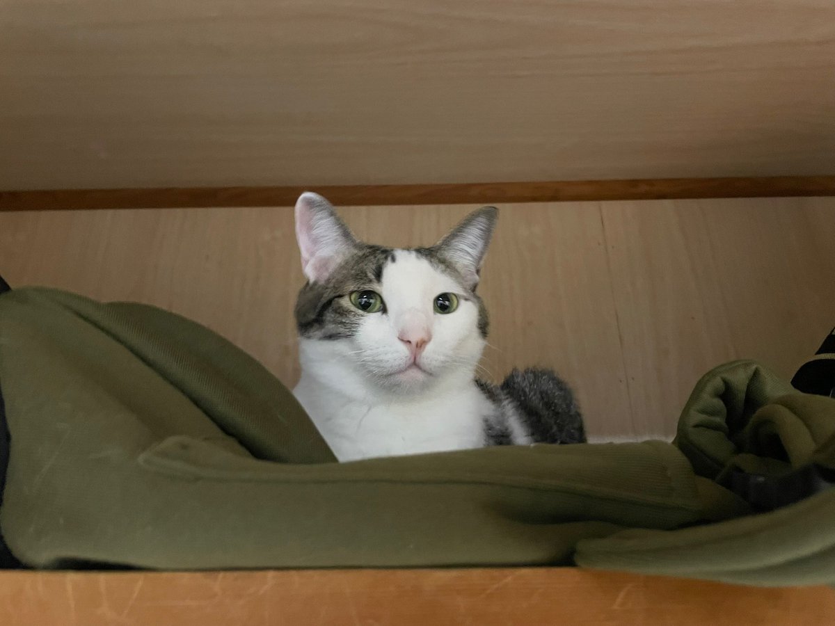 今日も猫がひたすら可愛い一週間でした🐈‍⬛🐈✨ #cat #猫