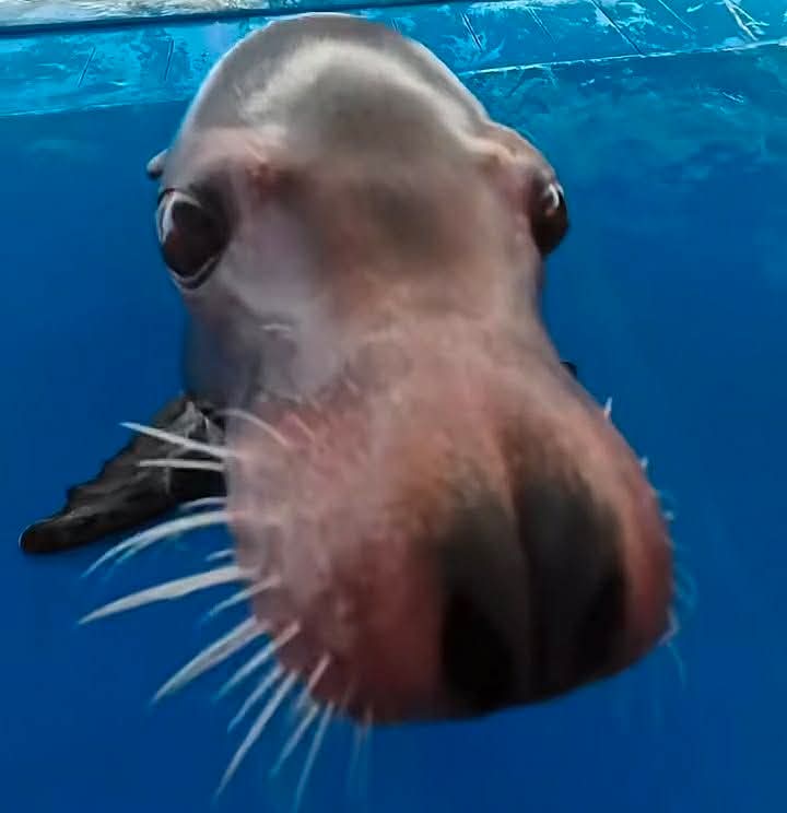 Claudio Samhain 🗿🚬 tweet media