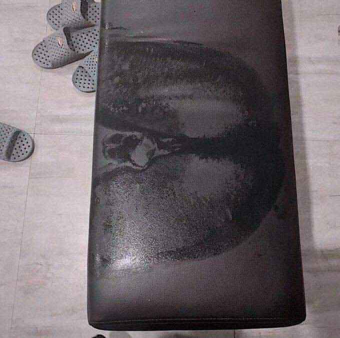 UNHYGENICPEST's tweet photo. ᅠ
ᅠThe messier your house is — the higher chance you have of her appearing .

Don't worry , she'll ALWAYS leave a imprint to let you where she is .

. . Wouldn't suggest smelling it though .
ᅠ
ᅠ https://t.co/uXMBPYFeDN