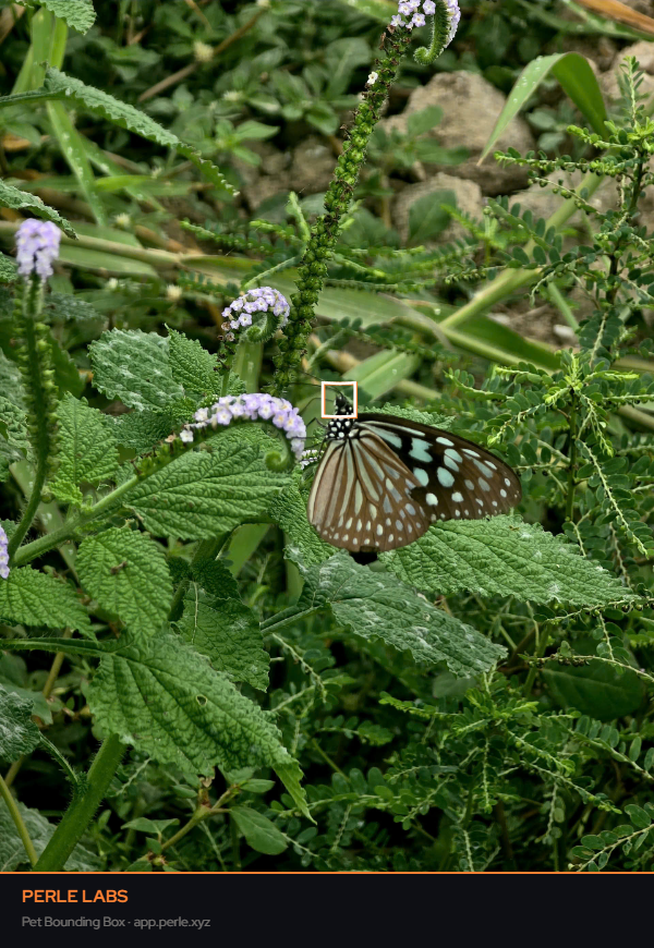 Nhi4Hong's tweet photo. @PerleLabs Nature said hello today https://t.co/Dxvwa59Yrb