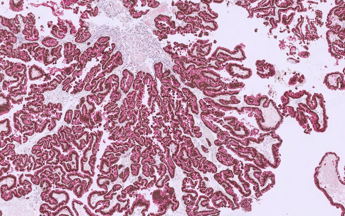 Peter Kobalka tweet media