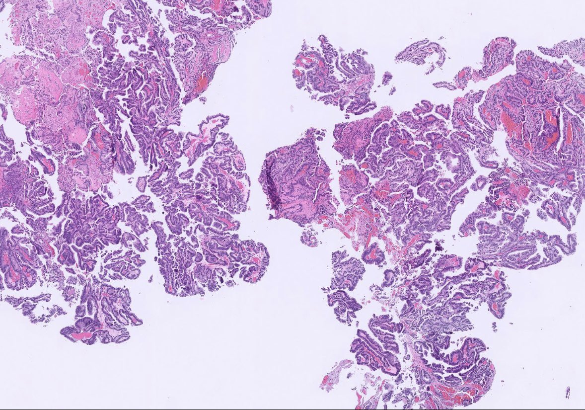 Peter Kobalka tweet media