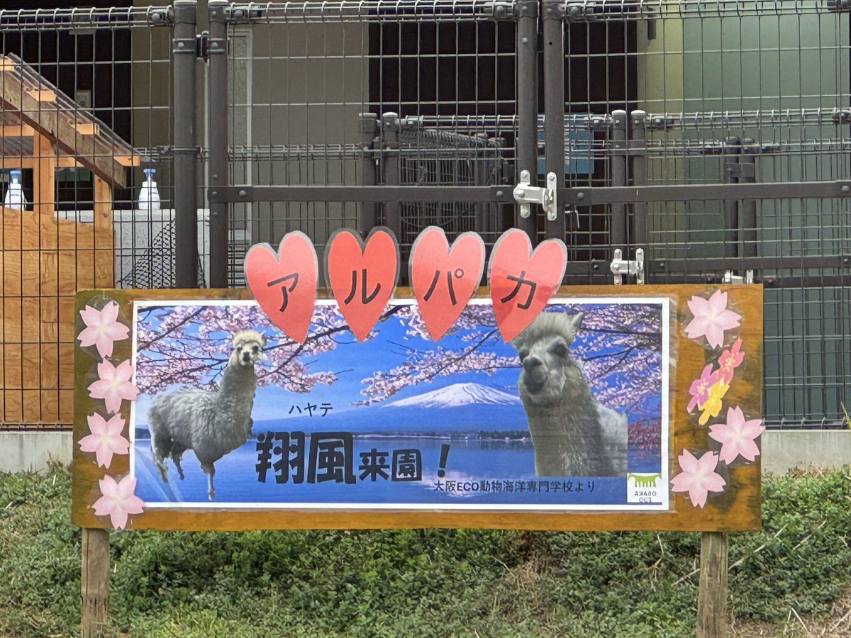 翔風くん
はじめまして😊

2026.2.27
#翔風 #ハヤテ #アルパカ #天王寺動物園