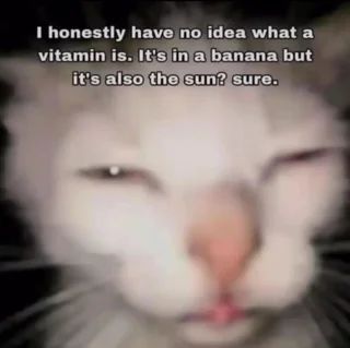 Tweets Of Cats (@tweetsofcats) on Twitter photo 