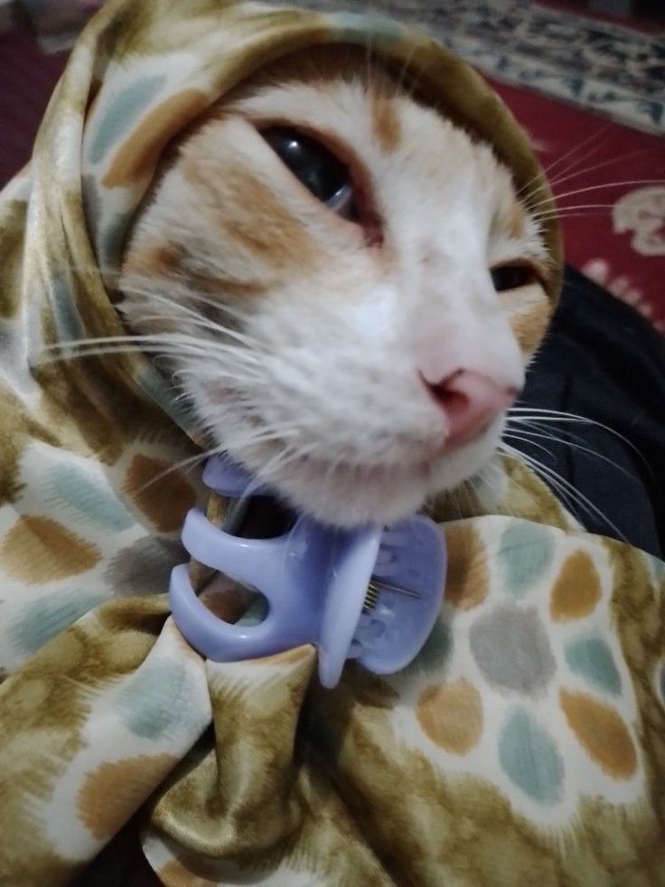 mirbootiti's tweet photo. سلام عليكم 
 مين يتذكر هالكائن اللطيف :) !! https://t.co/v0sBJSSgWA