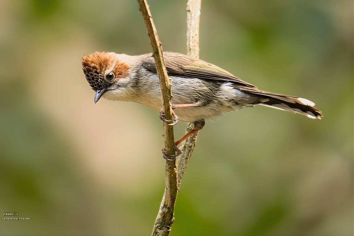 Dr.Rumbo! tweet media