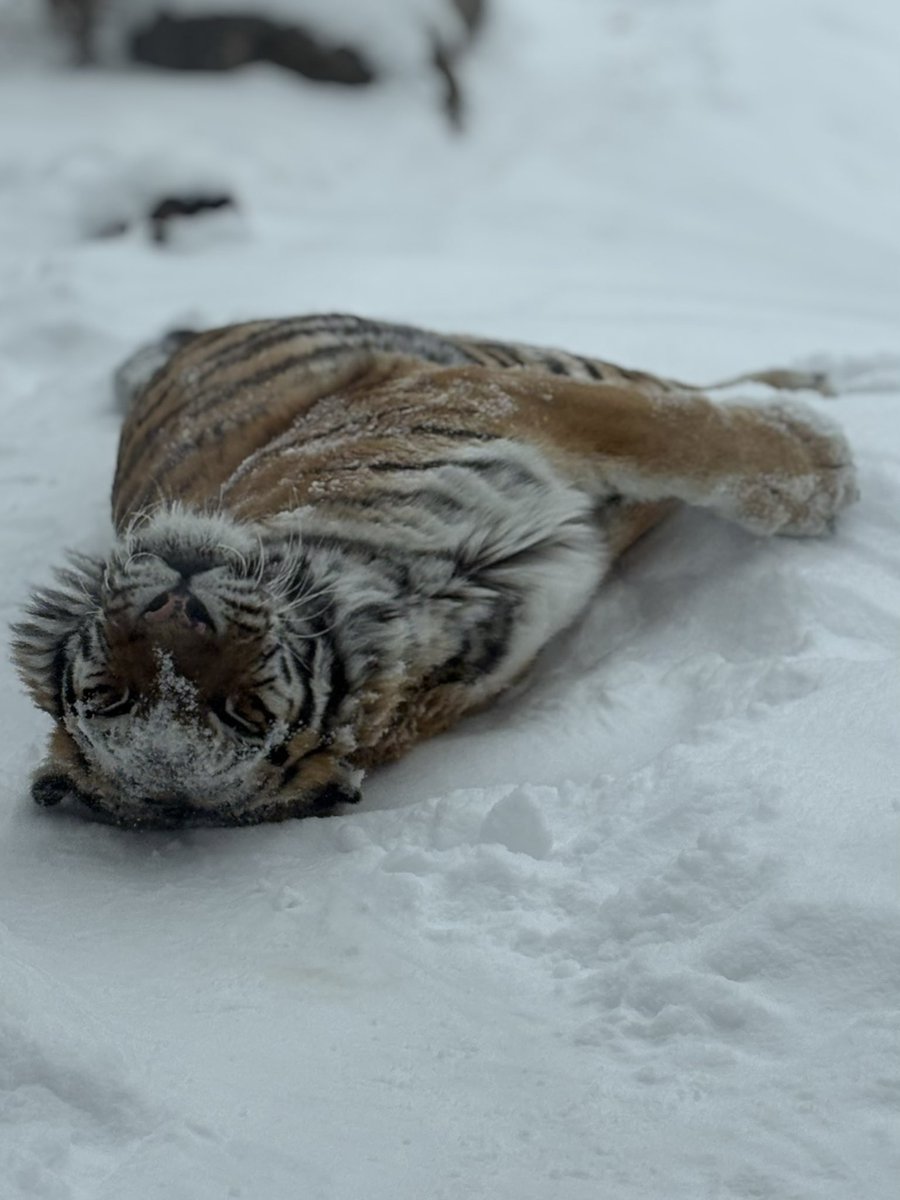 The Valley Zoo Development Society tweet media