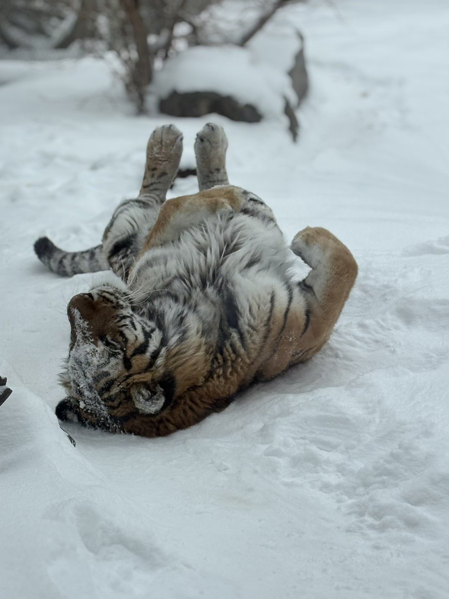 The Valley Zoo Development Society tweet media