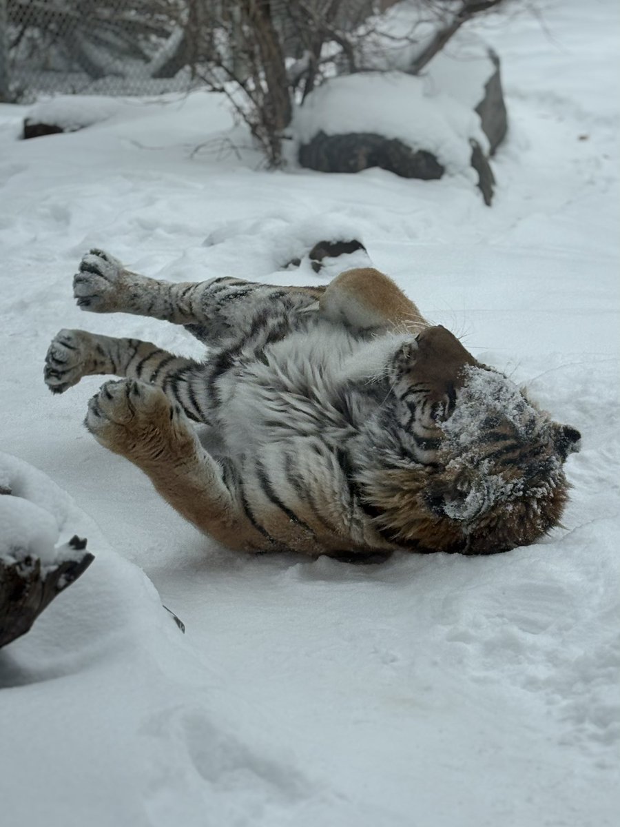 The Valley Zoo Development Society tweet media