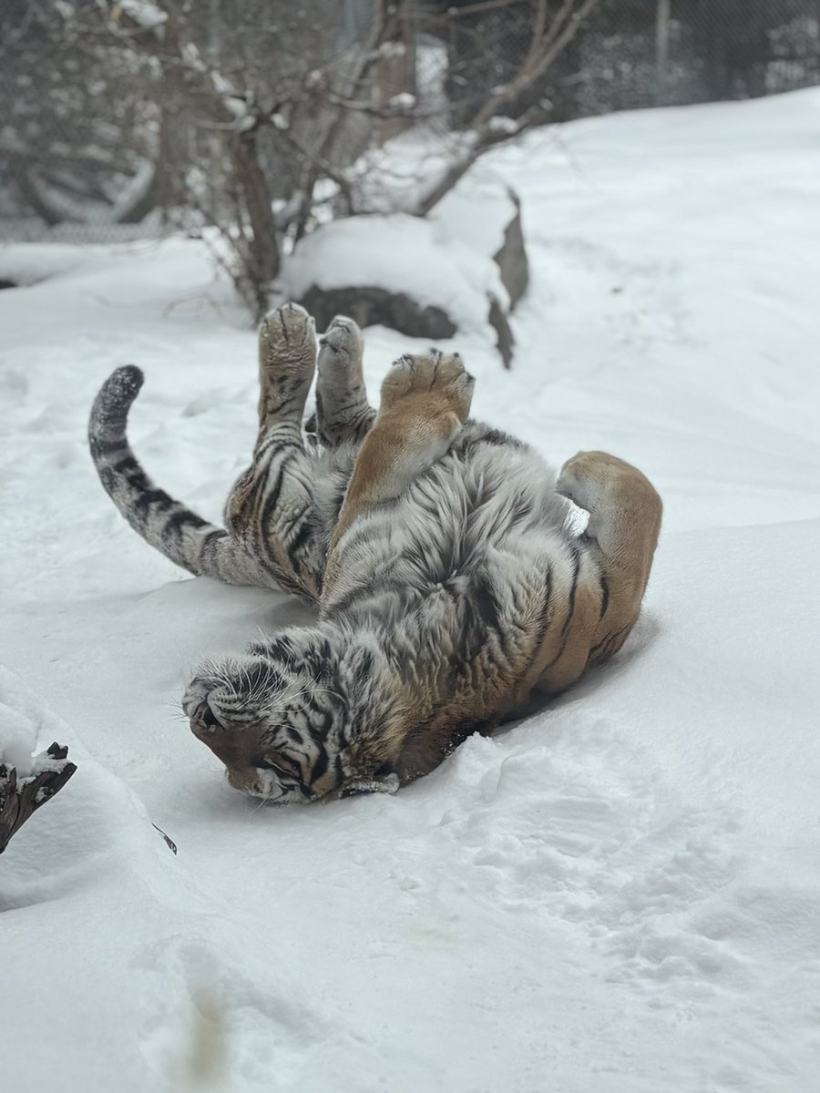 The Valley Zoo Development Society tweet media