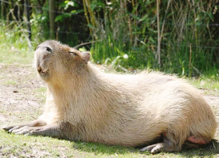 카피바라 아카이브 tweet media