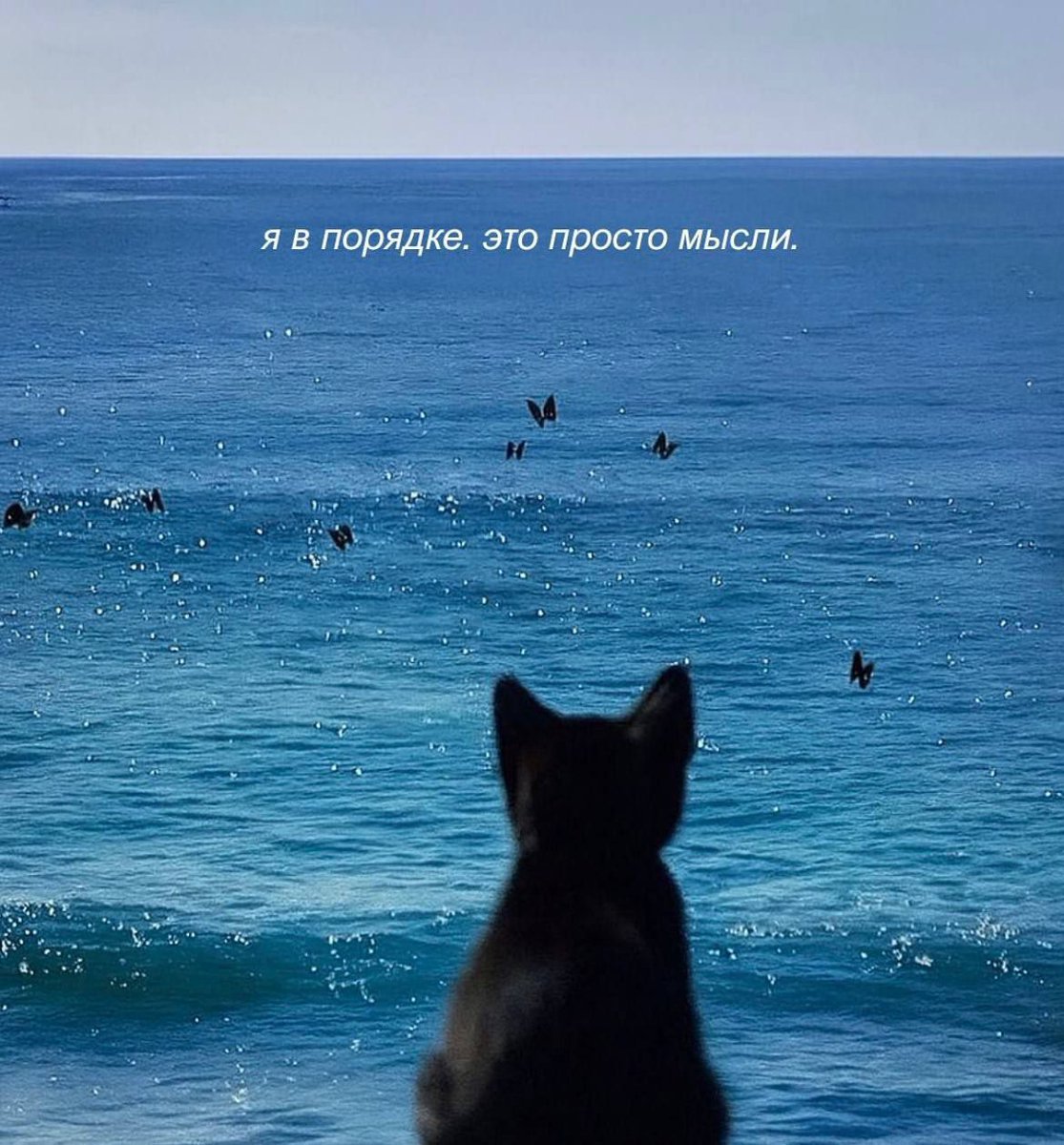 catsilcats's tweet photo. настроение https://t.co/OXj32bQTnm
