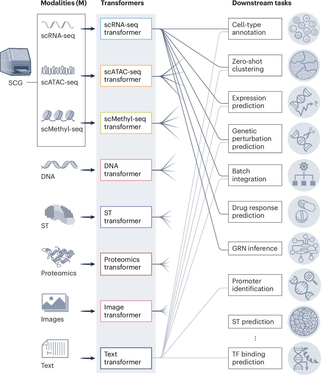 tangming2005's tweet photo. Multimodal foundation transformer models for multiscale genomics https://t.co/5I5hQ971xv https://t.co/pyj8anz0A8