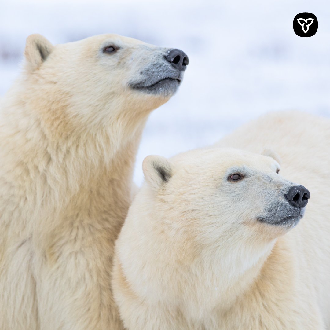 Environment Ontario tweet media