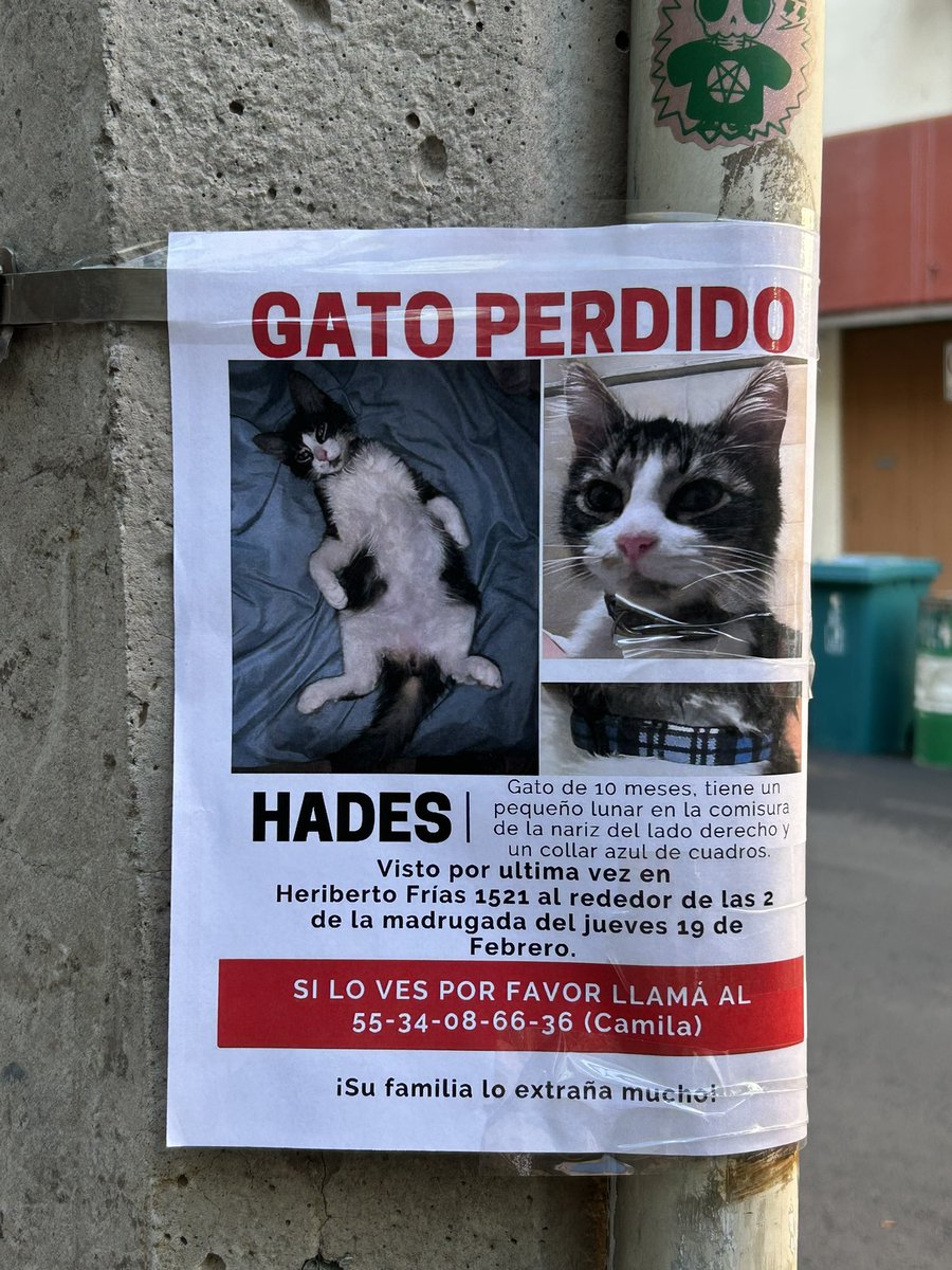 Para quienes viven por la Del Valle, ojalá le puedan dar RT al cartel de este gatito perdido