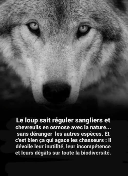 PBE 🦔🌳🐤🐾 (@pbe95) on Twitter photo 