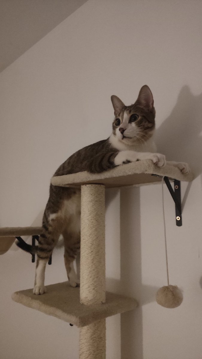 0€ Queríamos ayudar a algún gatito, abrimos insta y ahí estaba el anuncio de 3 pulgas abandonadas. Cogimos el coche y tras 2h recogimos a este enano que ya no es tan enano 🩵

Pd: Los otros 2 ya tenían una casita que los adoptaba juntos. Final feliz para todos.