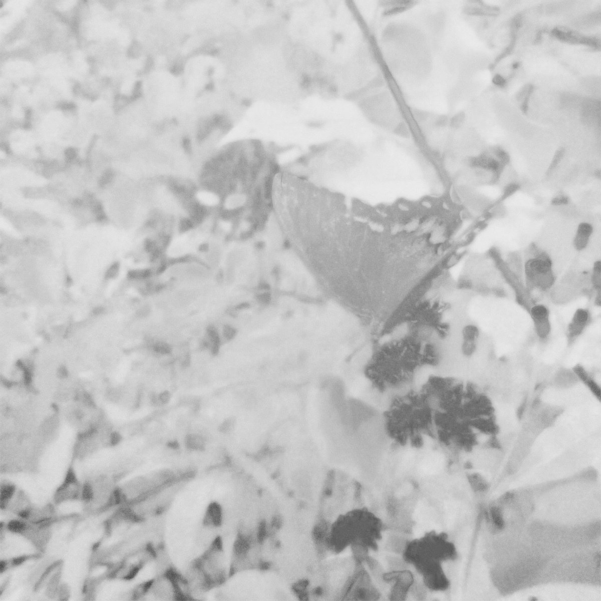 varandra tweet media