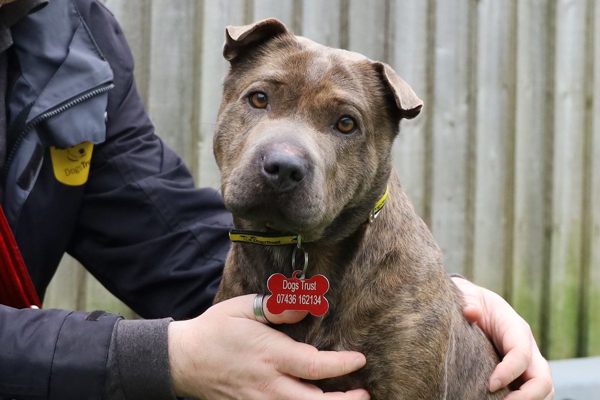 Dogs Trust Leeds tweet media