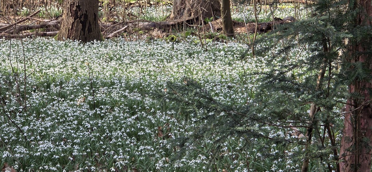 J🍋sephien Sierag 🕊📚🌸🍣📷 tweet media