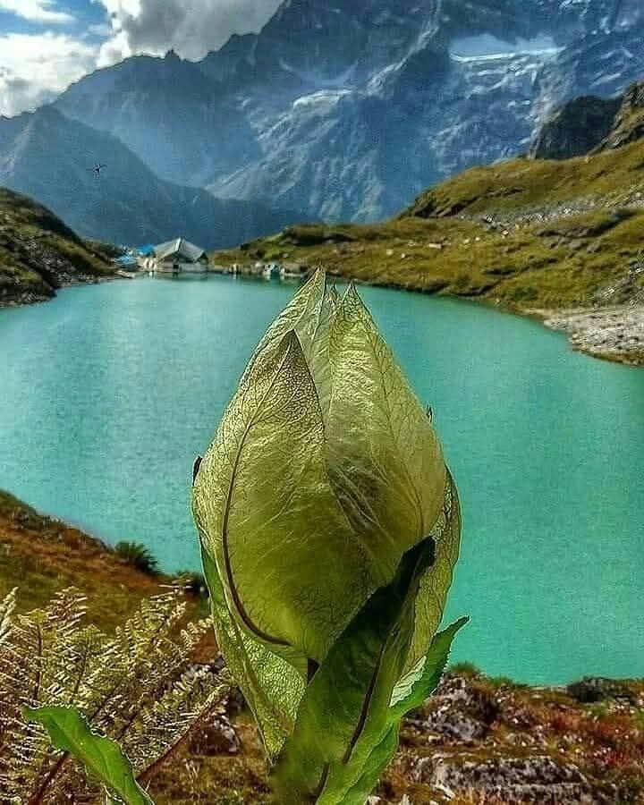 vikasknirmal's tweet photo. @pramodj90988756 @Kamla_Negitw @lakshmianand96 @Rashbih57142901 @Radhesh11718387 @Sushmash4Sushma @Chhayajnaik @Ishwar19S @Latarai5 @mksha49 @Kamlesh88753926 @BNMishraji @drsurendrpathak @birbalpandit7 @vhpcbshukla @R_sharma94 @SanjayC00685919 @RameshM05329728 @Mahantanava @Rakesh76634503 @M4_VED @SrVikramSinghV @Chattopadh66469 @Shivani821427 @Bhai_mk_jaat @AnujKumr04 @RoyalThakur2000 @aadiyogi_singh @GayatriRamanat1 @Harvansh_Batra @Sonujhagkp @jps102929 @devisweet05 @VikasMohanProAc @BaijuRathore @Omsailana @CPGoswami12 @mahimantsingh01 @Mahendr39430081 @SarojSpeaks @PKSRanaG @krishan_sania @SimaMandal15 @damodar_soni @A_Lone_Warrior @RameshLuhar7 @BrajendraV12884 @Chaganlalpuroh1 @soneri_dinesh #हेमकुंड_साहिब में #ब्रह्मकमल 🙏
#Uttarakhand #Sikh #Gurudwara #StateFlower https://t.co/lqySv6sbRm