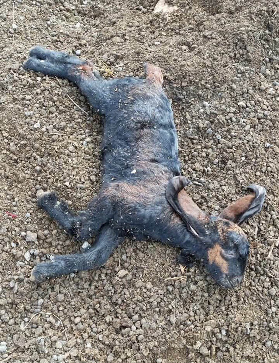 With their dogs' fangs... they mauled this small, innocent soul!
This is the trail of destruction left by settler militias in the pastures of Kafr ad-Dik. They unleashed their ferocious dogs to savage the livestock.