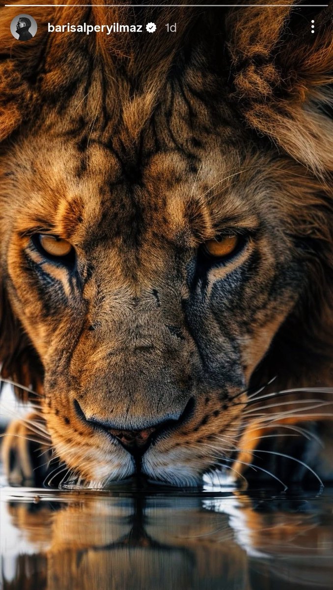 Lavuk kendini aslan zannetmeye başladı