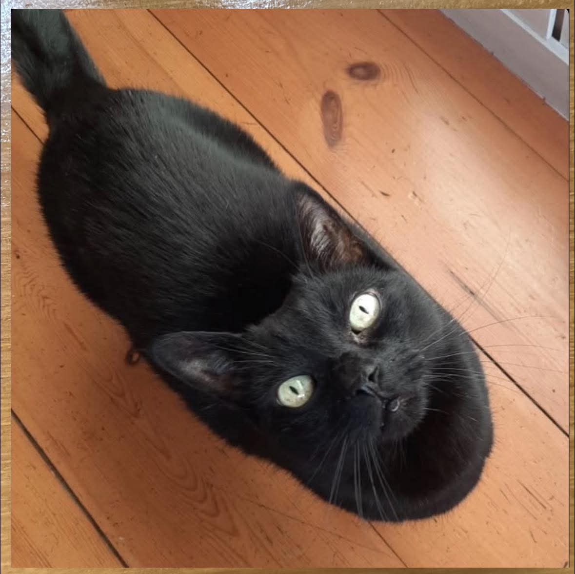 Sofia🇵🇰 tweet media