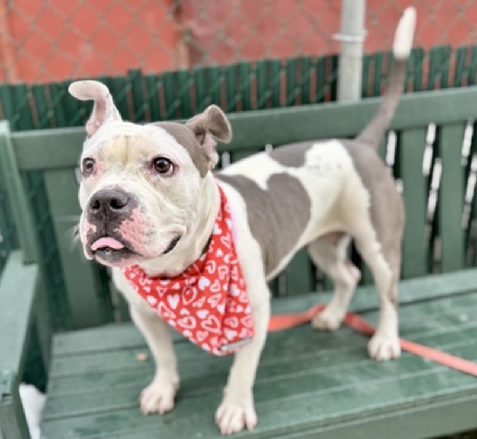 NMBewitched's tweet image. #FridayFirstClass 
#AdoptionisaPassion 

Lady Ramos😍
This wiggle butt lives in a pop-up crate 
She would like for you to come #Adopt her 
nycacc.app/#/browse/247993

What you need to know? 
Positive vibes only, you must be willing to laugh, snuggle, go on sniffaries
Potty trained