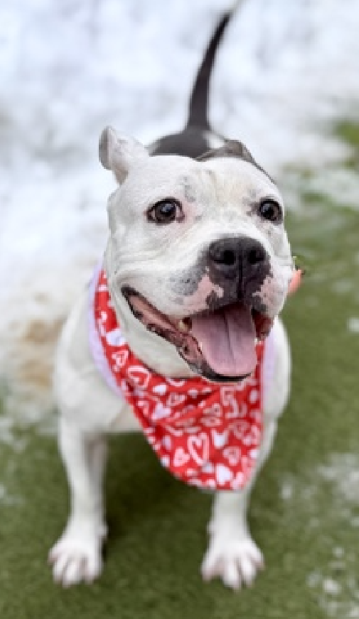 NMBewitched's tweet image. #FridayFirstClass 
#AdoptionisaPassion 

Lady Ramos😍
This wiggle butt lives in a pop-up crate 
She would like for you to come #Adopt her 
nycacc.app/#/browse/247993

What you need to know? 
Positive vibes only, you must be willing to laugh, snuggle, go on sniffaries
Potty trained