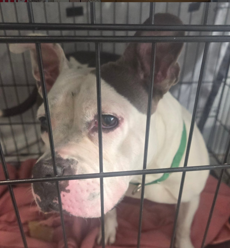 NMBewitched's tweet image. #FridayFirstClass 
#AdoptionisaPassion 

Lady Ramos😍
This wiggle butt lives in a pop-up crate 
She would like for you to come #Adopt her 
nycacc.app/#/browse/247993

What you need to know? 
Positive vibes only, you must be willing to laugh, snuggle, go on sniffaries
Potty trained