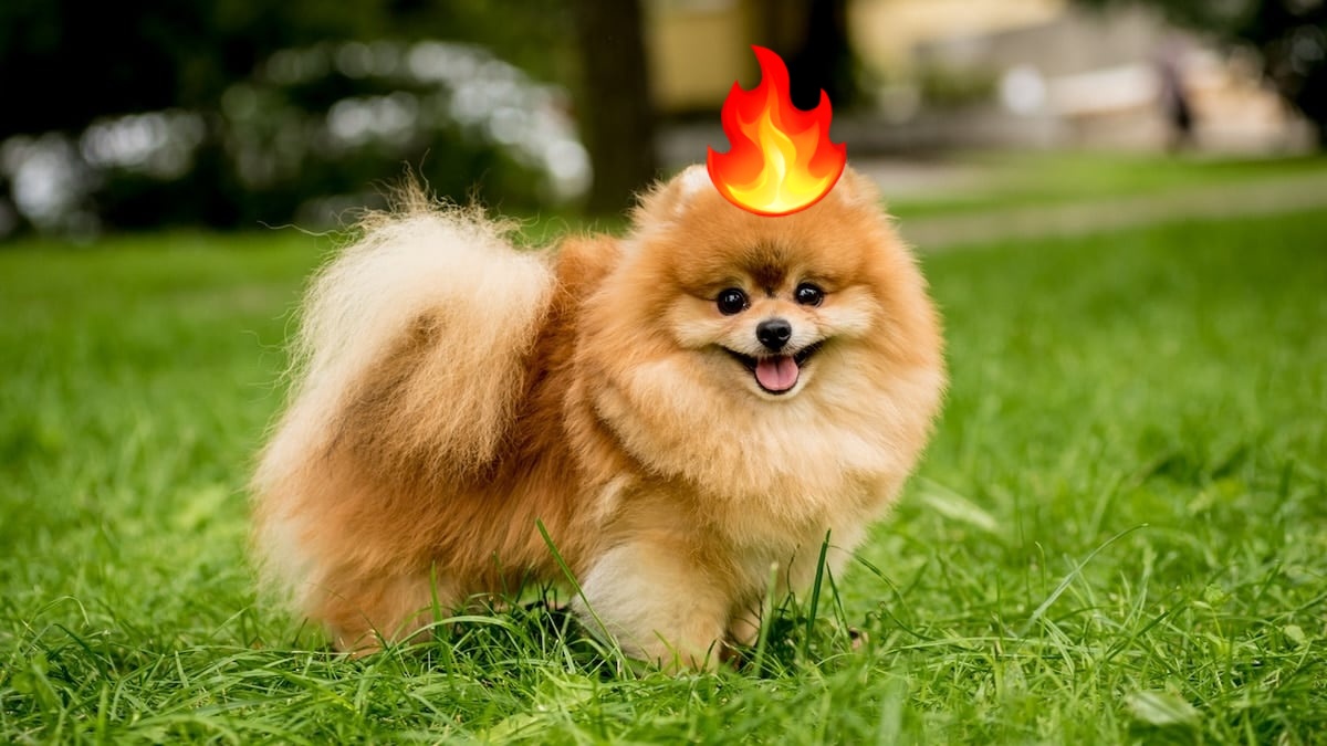 Pombon hiperrealista