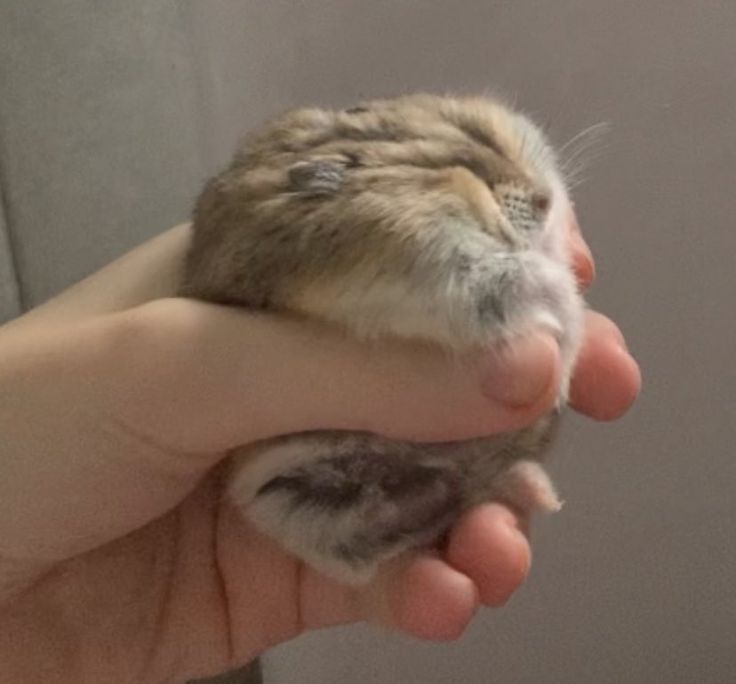 Tweets Of Hamster (@tweetsofhamster) on Twitter photo 