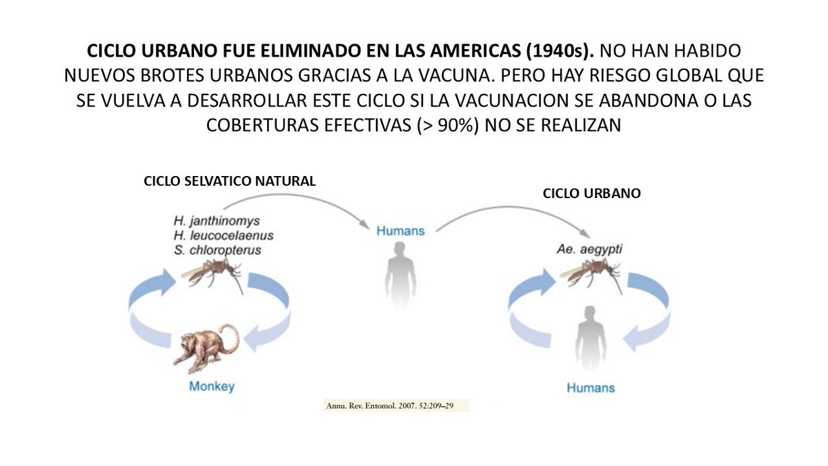 La FA es infeccion hemorrágica aguda mortal causada por virus transmitido mosquitos. En América, virus circula en bosque (CICLO SELVATICO) entre monos y mosquitos (Haemagogus y Sabethes). Humanos se exponen a picadas de mosquitos cuando realizan actividades CERCA DEL BOSQUE