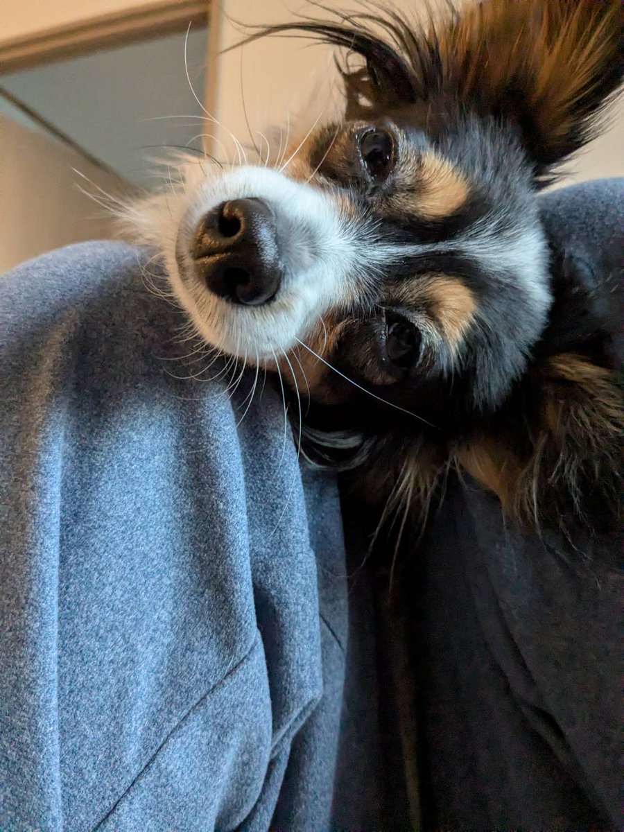 もう眠いよ🥝
#パピヨン