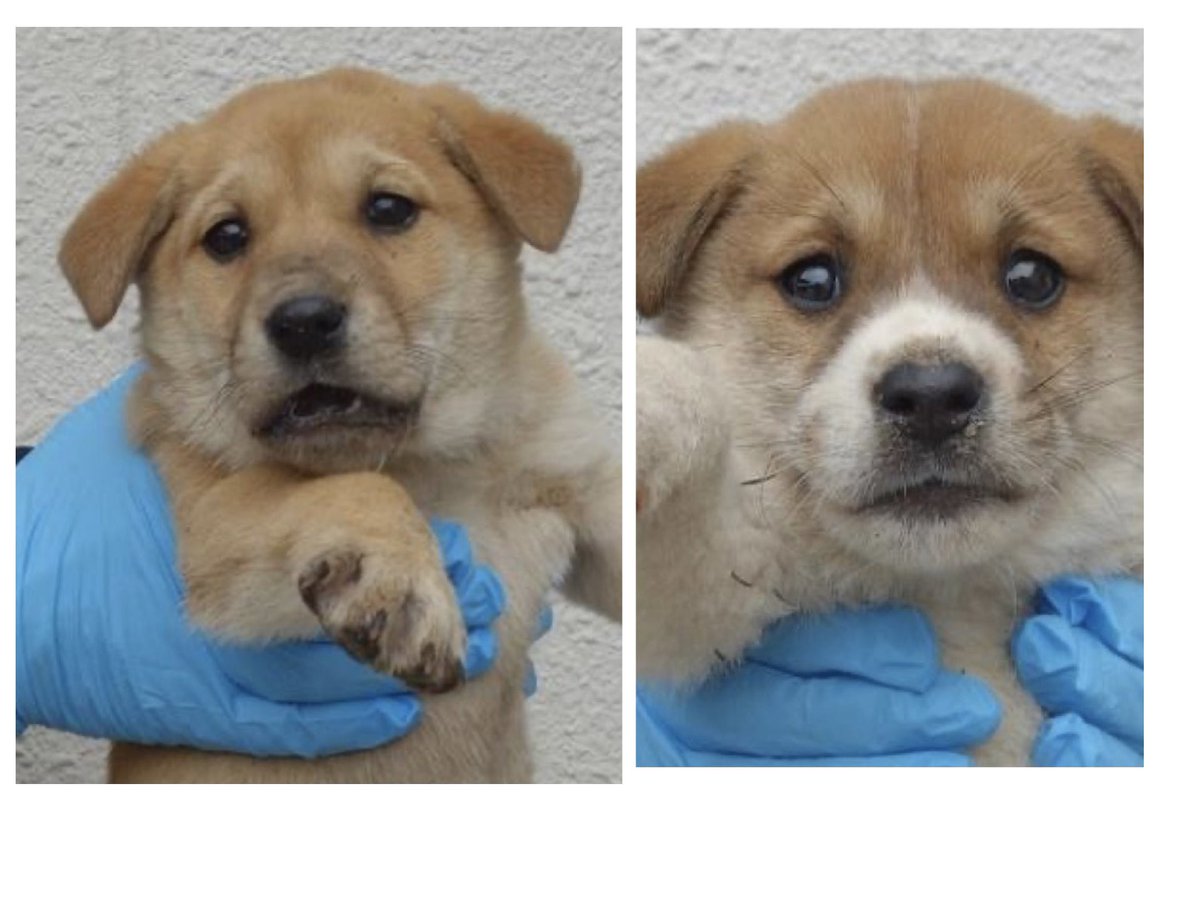 🟩香川県西讃保健所収容情報🟩
管理番号2540274〜5
1〜2ヶ月の子犬の兄弟が保護されました
昨日ポストした子達の兄弟ですね…
本当はお母さんの側で眠っているはずの子達…

この子たちの行き場は、まだ残されていますか？
安心して眠れる場所と、家族を探しています🙇

掲載期日 3月5日